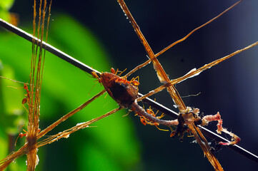 Red ants are eating lizard bones
