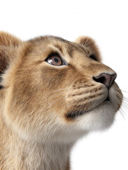 Obraz premium A majestic lion cub gazes upward with curiosity, its soft fur and bright eyes captu the innocence and wonder of youth against a clean white backdrop.