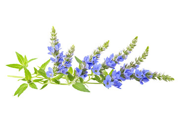 Obraz premium a bunch of blue flowers on a white background
