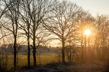 A breathtaking and serene sunrise emerges beautifully through the silhouetted trees in a calm, early morning landscape