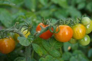 Close-Up of Red and Yellow Ripe Cherry Tomatoes Growing on the Vine in the Garden