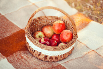 Basket Of Fresh Apples On A Cozy Picnic Blanket In Autumn
