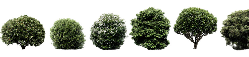 Fototapeta premium Rounded bushes in row landscaping plants