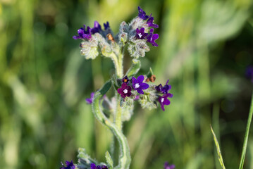 common bugloss, .Anchusa officinalis blue flowers closeup selective focus