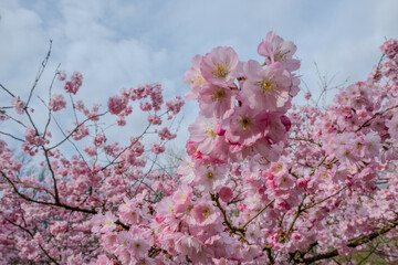 Stunning cherry blossoms create a breathtakingly vibrant scene during the delightful springtime...