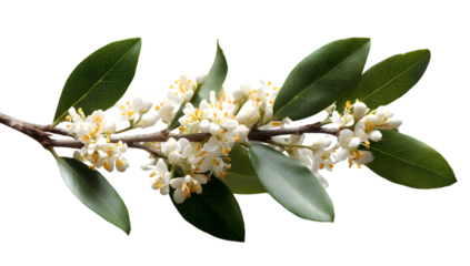 Osmanthus branch with flowers and green leaves