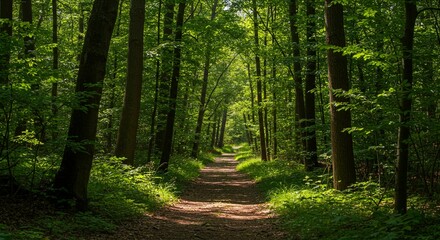 Obraz premium Hiking Trail Through Lush Green Forest with Sunlight Filtering Through Trees