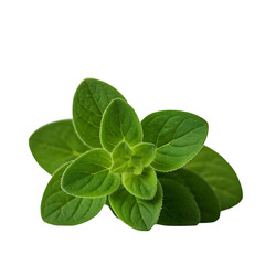 Vibrant Green Oregano Leaves Close Up: A Detailed Look at the Aromatic Herb's Unique Texture and Color, Showcasing its Freshness and Natural Beauty Isolated on Black Background.