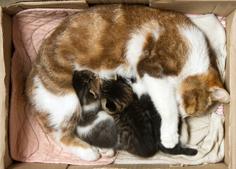 Cat with kittens in a cardboard box. Domestic cat with small kittens.