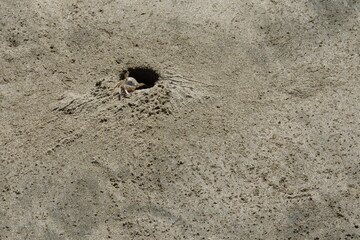 Small Crab Near Sandy Burrow on Beach Under Soft Sunlight