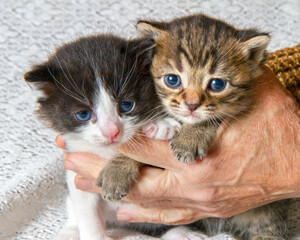 Two small kittens in their hands. Two blue-eyed kittens close-up.