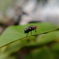 fly on green leaf