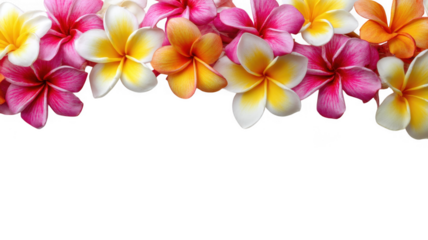 Tropical Plumeria Frangipani Botanical Flower Border