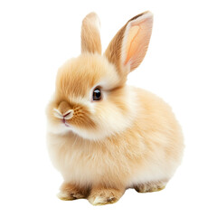 Fototapeta premium a small rabbit sitting on a white surface