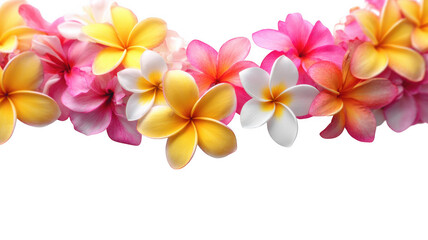 Obraz premium Tropical Plumeria Frangipani Botanical Flower Border
