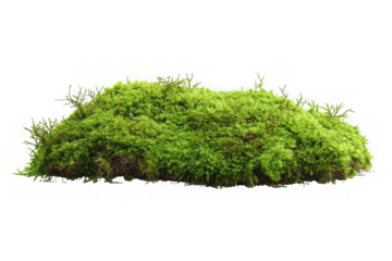 Lush green mossy ground cover texture forest floor element natural terrain detail moss clump isolated on transparent background