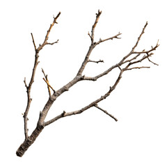 Bare tree branch isolated on transparent background, natural element