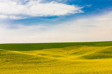 USA, Washington State, Eastern Washington,  Palouse Region. Colfax. Canola, rapeseed fields. Crucifer plant family.