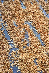 Close up of coffee beans drying in the sun          