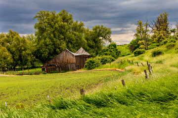 USA, Washington State, Eastern Washington,  Palouse Region. Colton. Green wheat fields. Wooden barn...