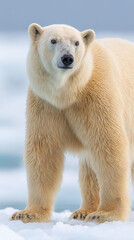 Fototapeta premium Majestic polar bear standing on ice