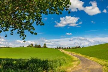 USA, Washington State, Eastern Washington,  Palouse Region. Colfax. Green fields of wheat