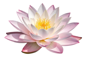 PNG Exquisite pink and white lotus flower in bloom with yellow center