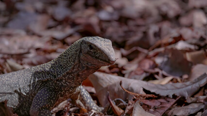 close up as a clouded monitor lizard at singapore