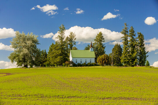 USA, Idaho, Potlatch. Palouse Region. Freeze Church. Steepled white church in copse of green trees and wheat fields.