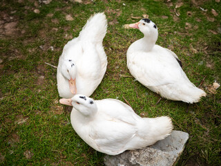 Three white ducks with black spots resting on green grass in a rural area. Top-down view of domestic birds on a farm.