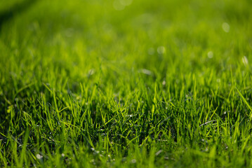Lush green grass flourishing under warm sunlight creates a vibrant and refreshing natural...