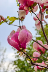 Magnolia soulangeana. Beautiful magnolia against the sky.