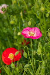 USA, Washington State, Eastern Washington,  Palouse Region. Colfax. Variety of colored poppy flowers growing in the green wheat.