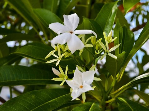 cerbera odollam flower in the morning