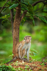 Monkey sits quietly by the tree in a lush green setting during daylight hours near a tropical environment