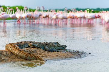 Crocodile resting on the shore while flamingos gather in the background during a serene evening in a wetland habitat