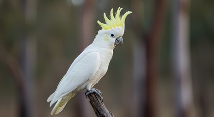 Majestic Sulphur-crested Cockatoo in its natural habitat