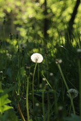 dandelion in the grass