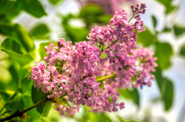 Beautiful lilac flowers close up view
