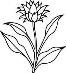 Cornflower flower plant outline line art illustration, coloring book page
