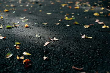 Scattered dry leaves on dark asphalt road, symbolizing autumn season with a moody, natural atmosphere. Shallow depth of field.