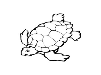 Creative Aquatic Animal Icon Logo Design – SVG Image File for Ocean Life, Marine Branding, Nature Projects, and Illustrations