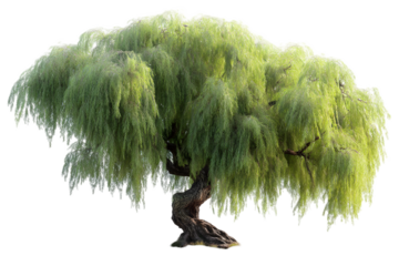 Willow tree nature outdoor scenery