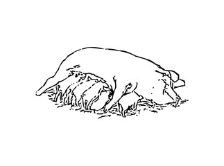 Adorable Cute Pig SVG Clipart – Farm Animal Vector for Cricut & Silhouette | Kawaii Piglet Digital Download