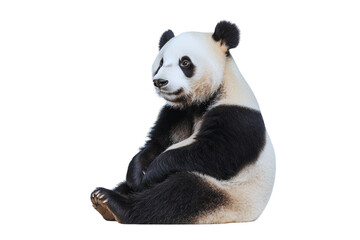 Naklejka premium Adorable giant panda cub sitting isolated transparent background wildlife animal