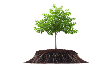 Young sapling tree with exposed roots growing in soil isolated transparent background