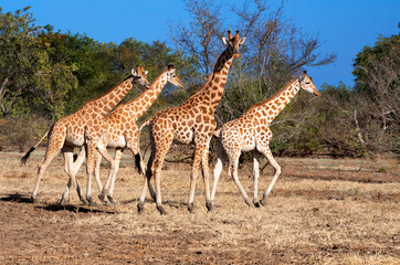 Kordofan giraffe in Zakouma National Park, Chad.