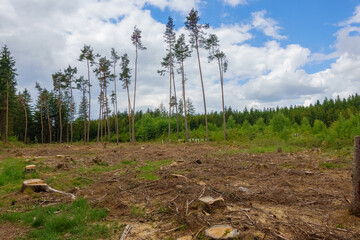Deforestation scene with tree stumps and cleared land in a forest, symbolizing environmental...