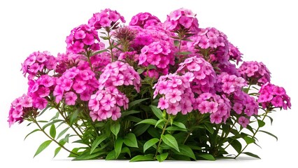 Abundant clusters of vibrant pink phlox flowers in full bloom against white