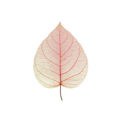 Obraz premium Delicate Pink Leaf Skeleton on Black Background - Botanical Illustration